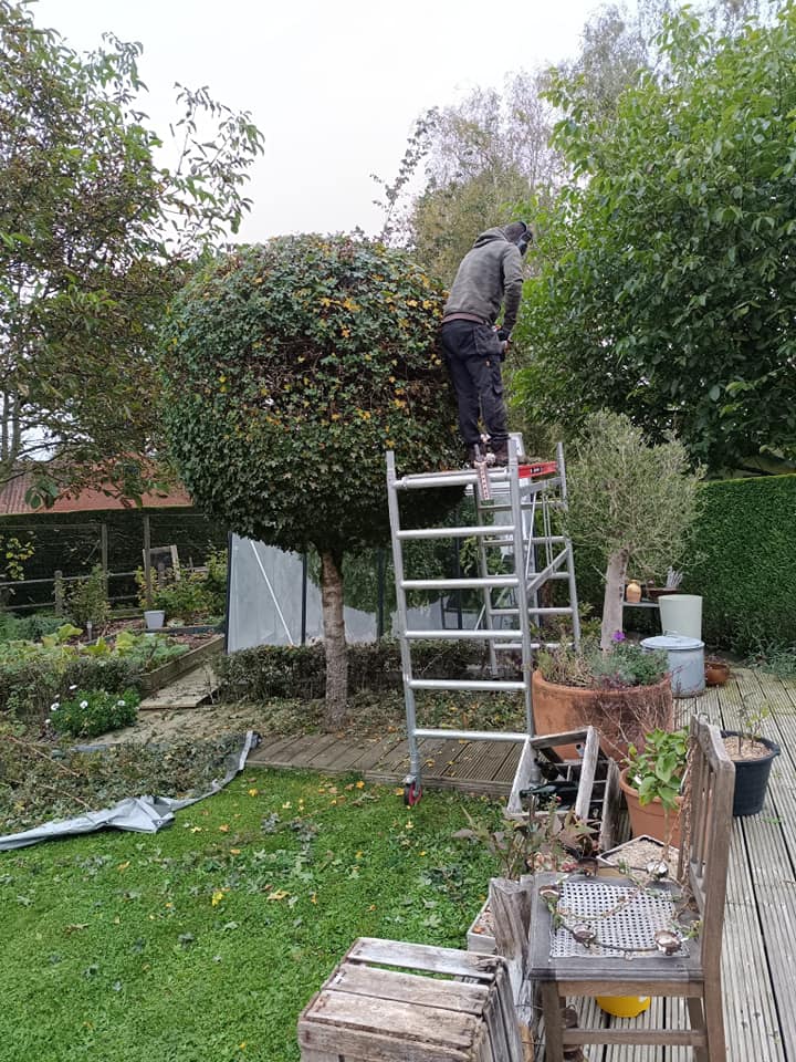 Taille d’arbre